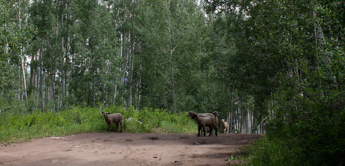 Five sheep walking along a dirt path through trees in a forest