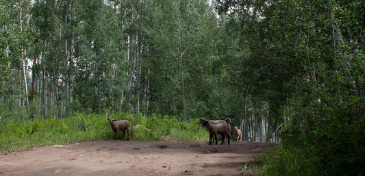 Five sheep walking along a dirt path through trees in a forest