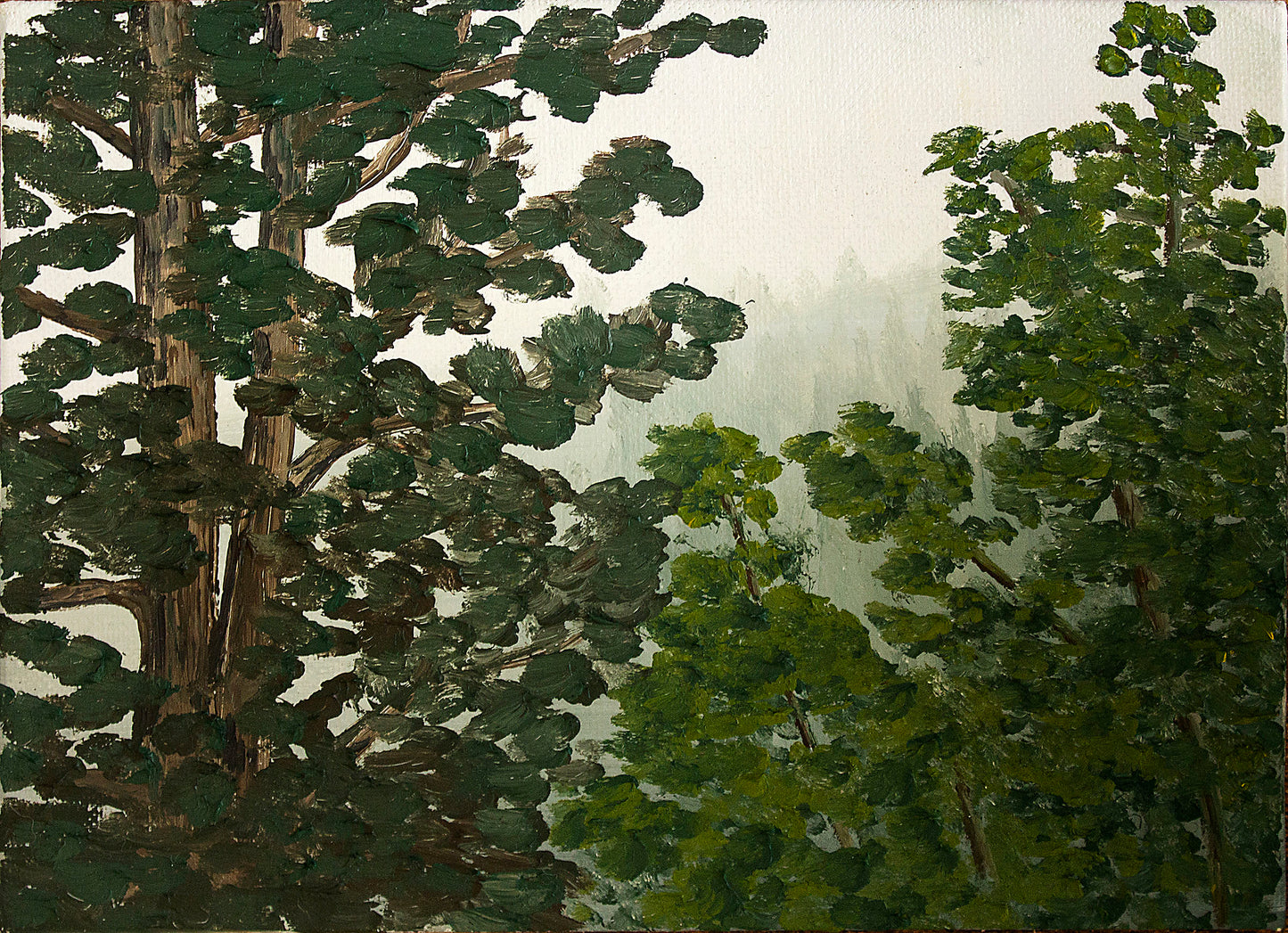 Misty Forest in Golden, Colorado